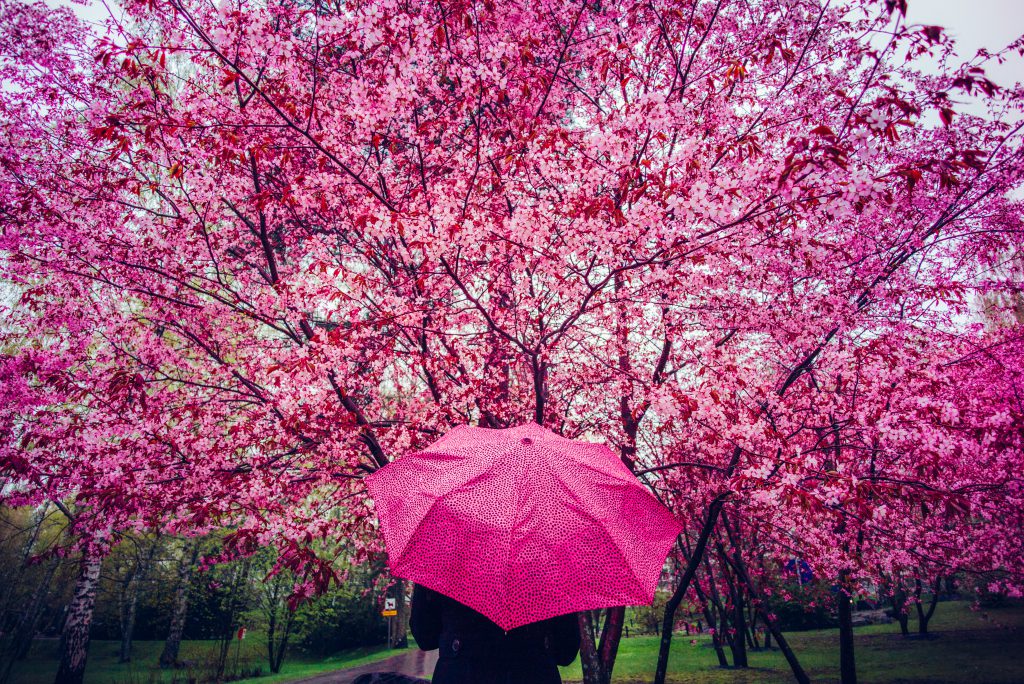 Helsinki park bloesem helsinki bloesem roze